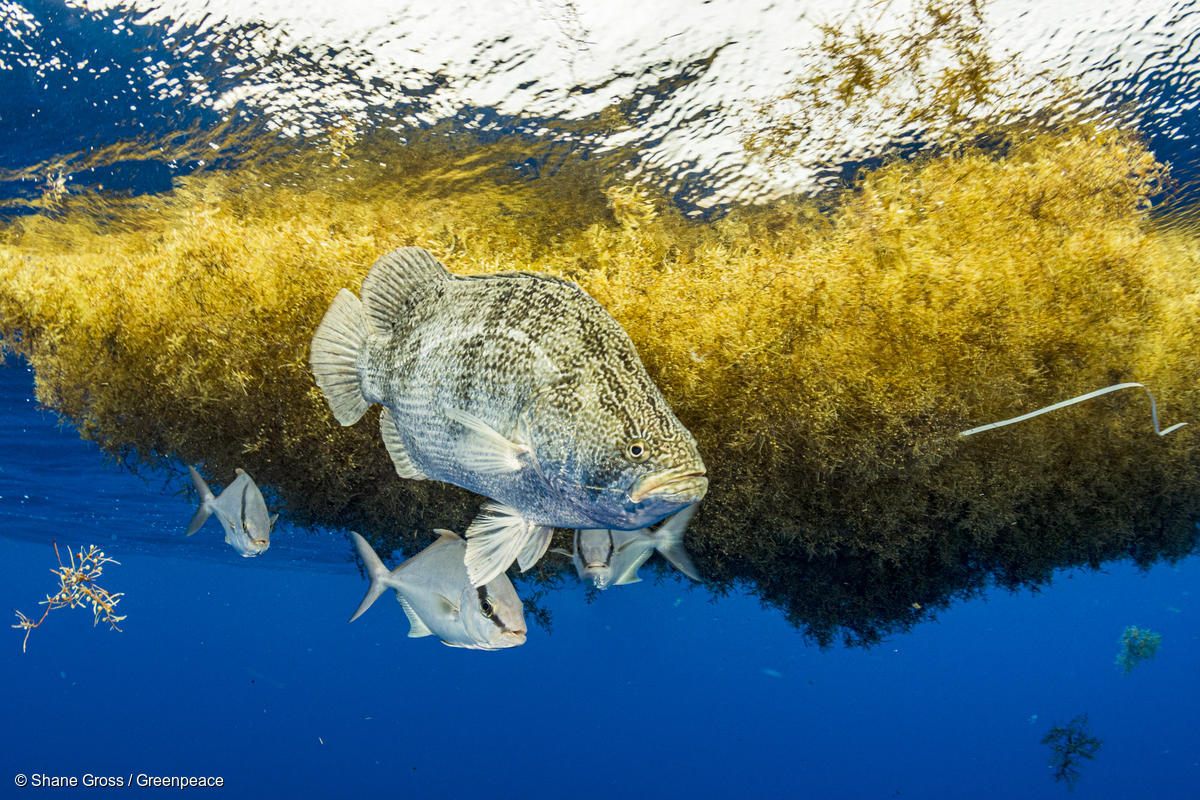 Solving Sargassum in Belize Caribbean Capital Group