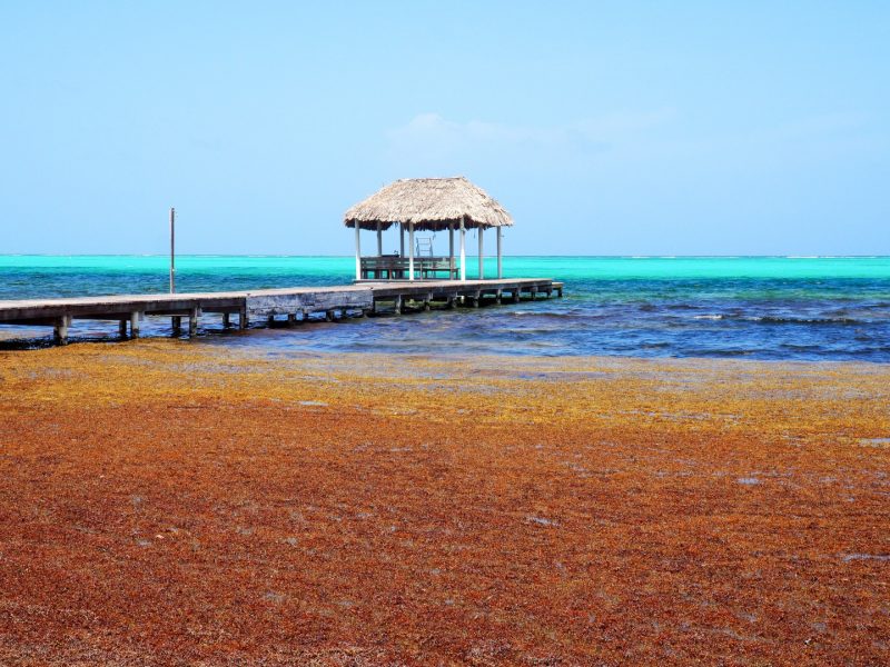 Solving Sargassum in Belize Caribbean Capital Group